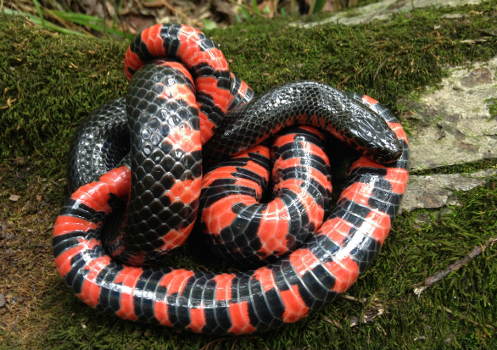 Western Mud Snake